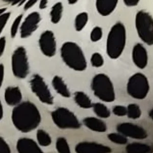 Pêlo Sintético | Print Animal | Pêlo Curto | Dálmata